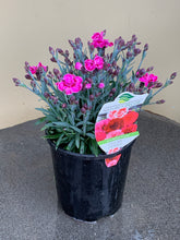 Load image into Gallery viewer, Carnation ‘Oscar Series’ - bright pink
