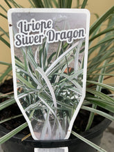 Load image into Gallery viewer, Liriope ‘Silver Dragon’
