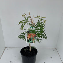 Load image into Gallery viewer, Grevillea ‘Coconut Ice’
