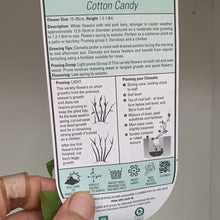 Load image into Gallery viewer, Clematis ‘Cotton Candy’

