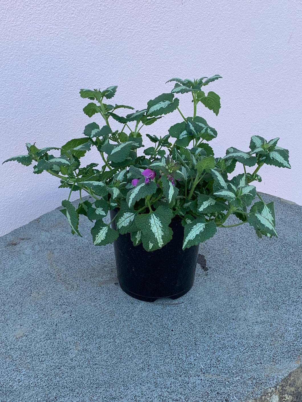 Lamium ‘Sensation’