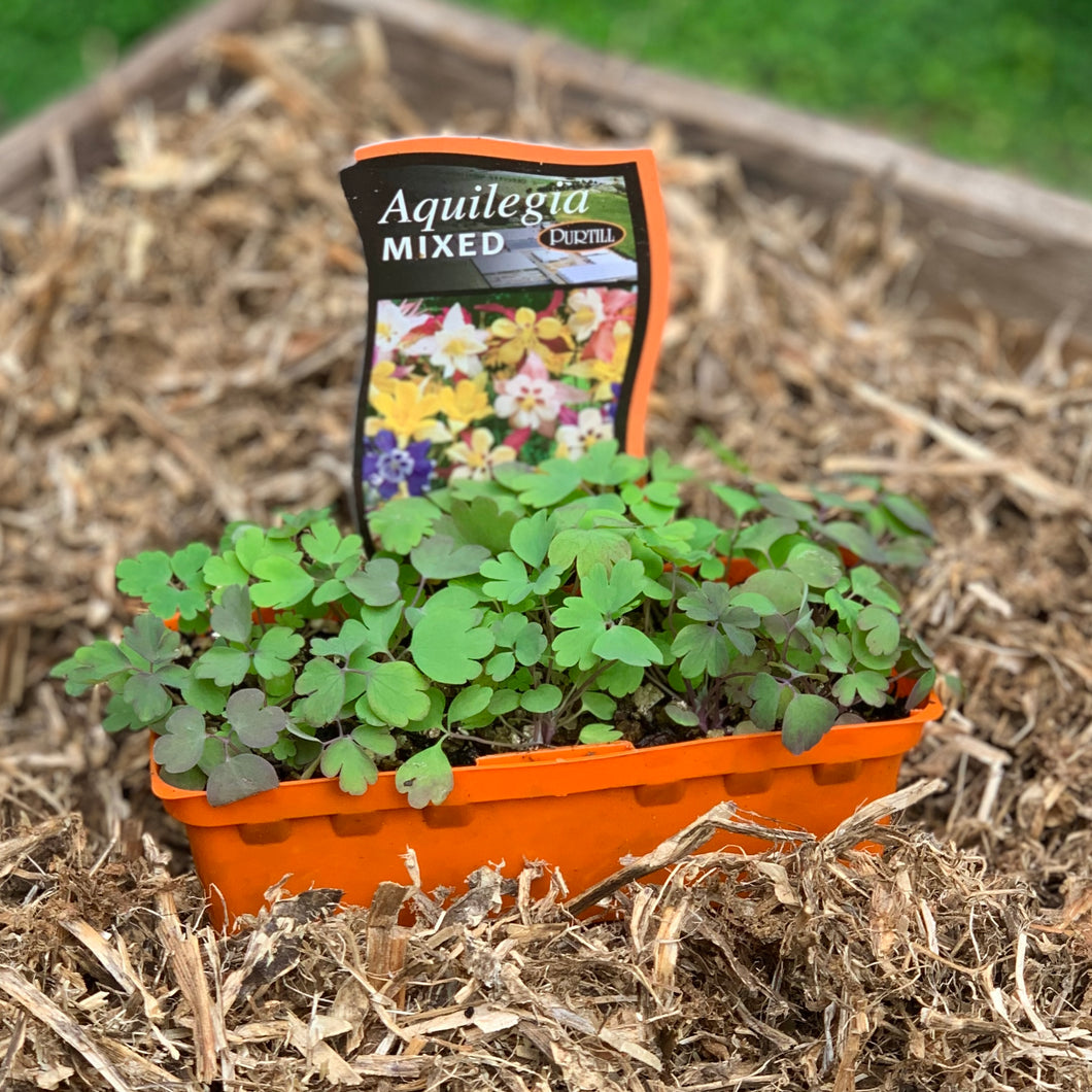 Aquilegia 'Mixed'