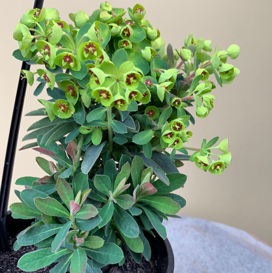 Euphorbia ‘Baby Charm’