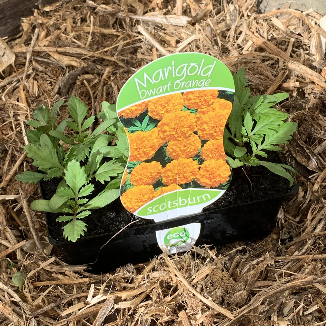 Marigold 'Dwarf Orange'