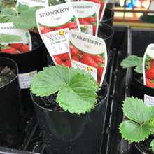 Load image into Gallery viewer, Strawberry &#39;Tioga&#39;
