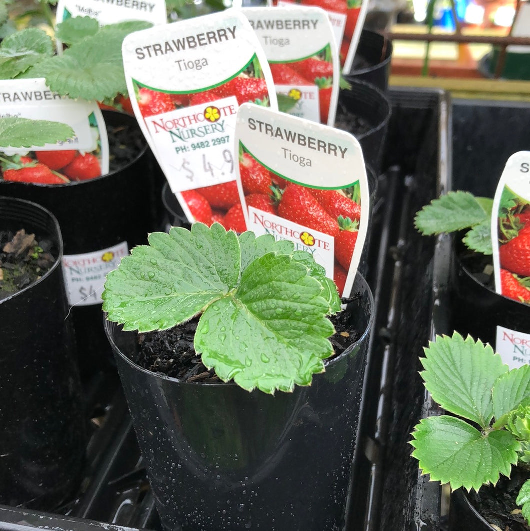 Strawberry 'Tioga'