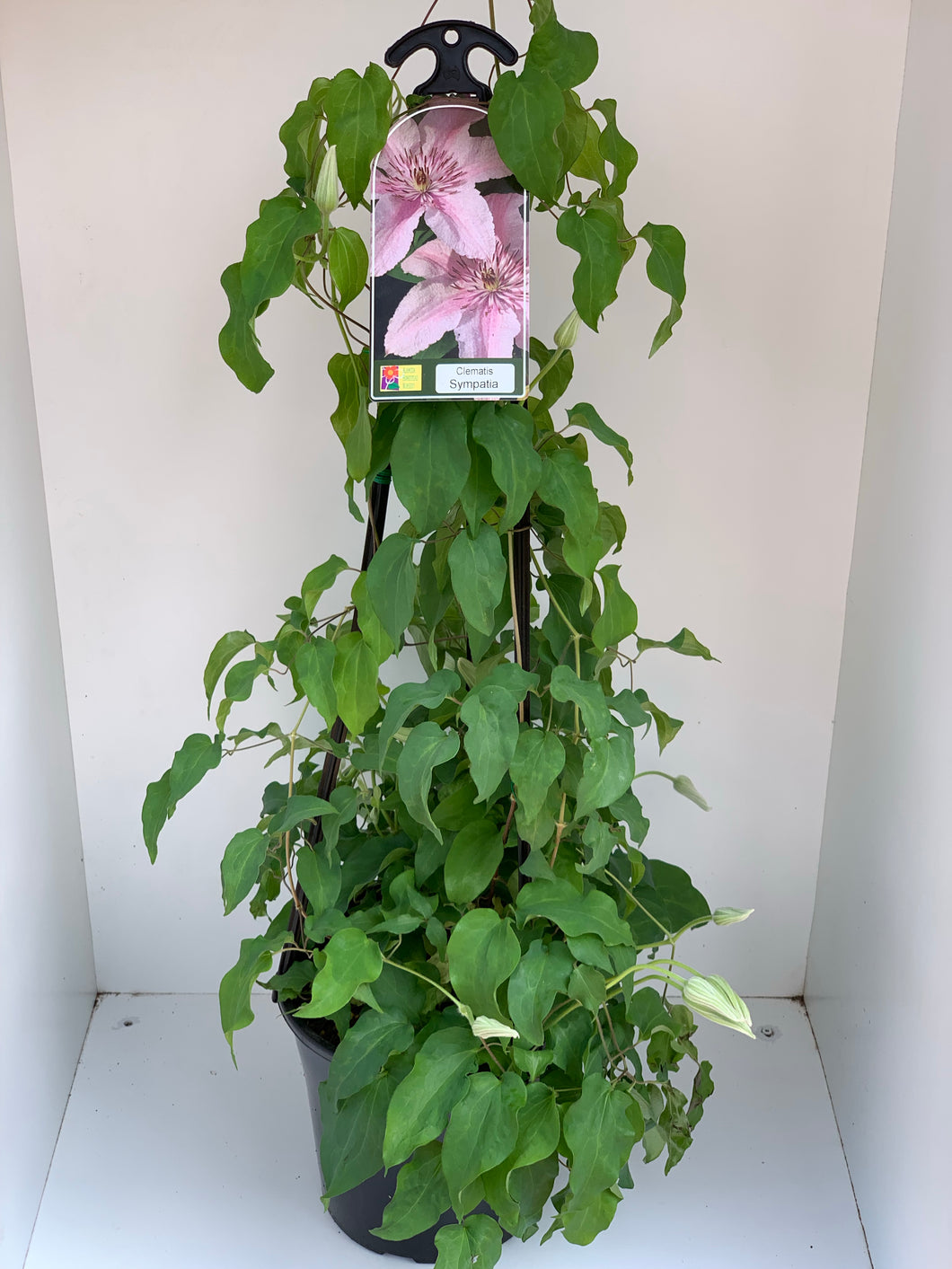 Clematis ‘Sympatica’