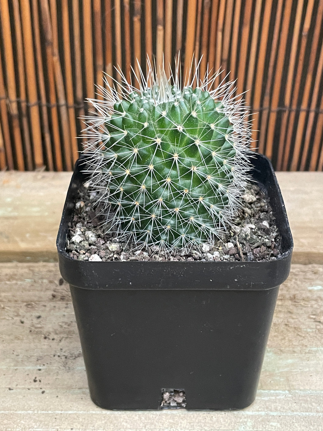 Mammillaria pico