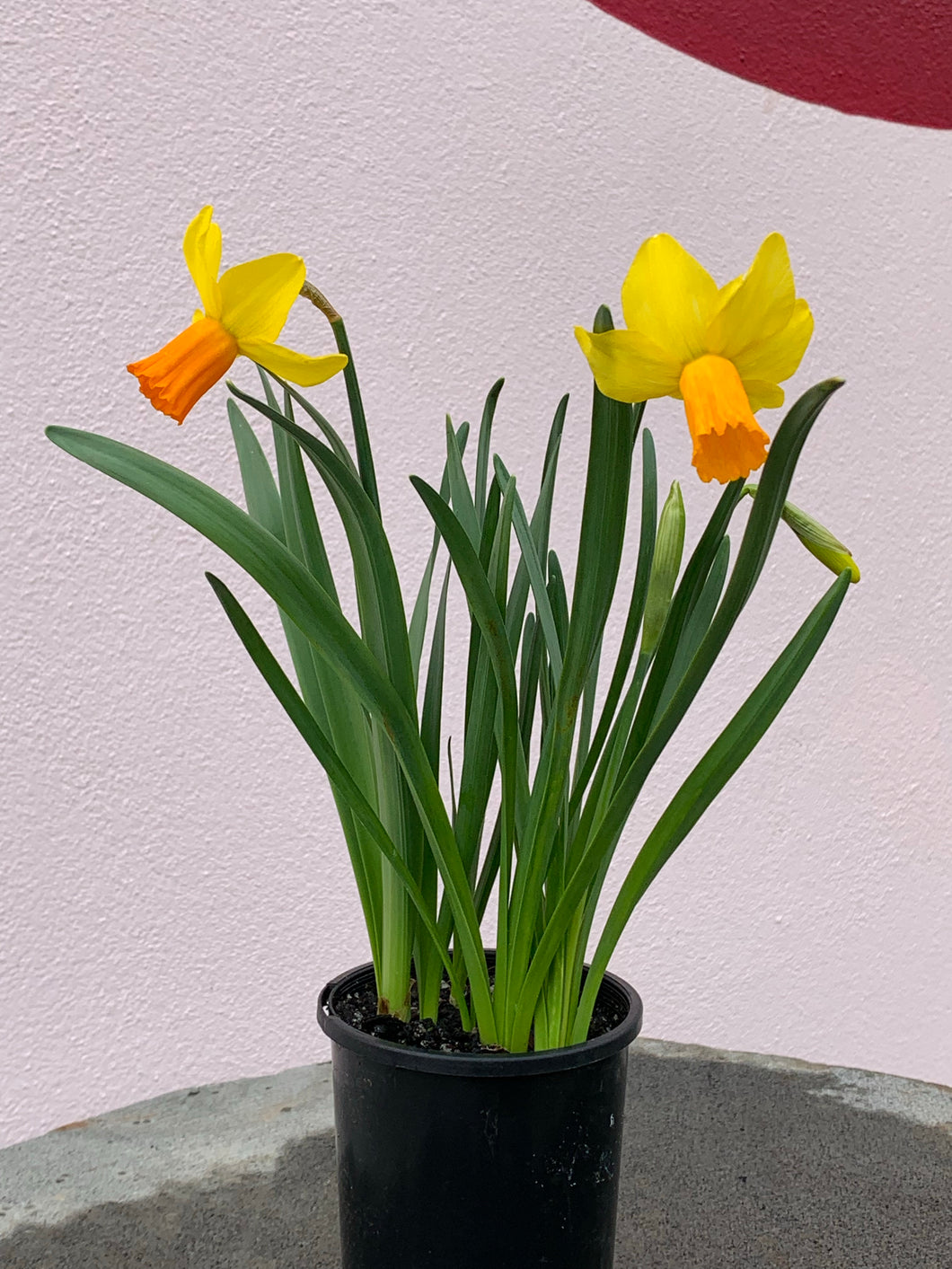 Daffodil (Miniature)