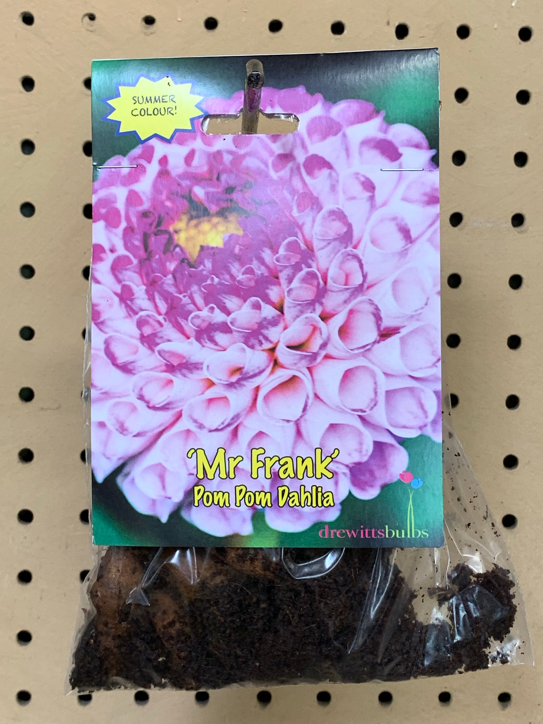 Dahlia ‘Mr Frank’