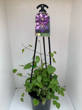 Load image into Gallery viewer, Clematis ‘Royalty’
