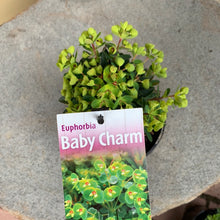 Load image into Gallery viewer, Euphorbia ‘Baby Charm’
