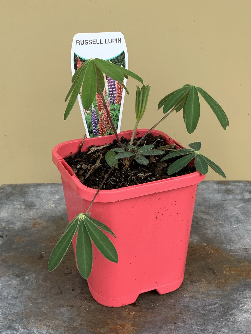 Lupin polyphyllus ‘Russell’