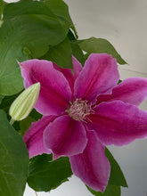 Load image into Gallery viewer, Clematis ‘Dr Ruppel’
