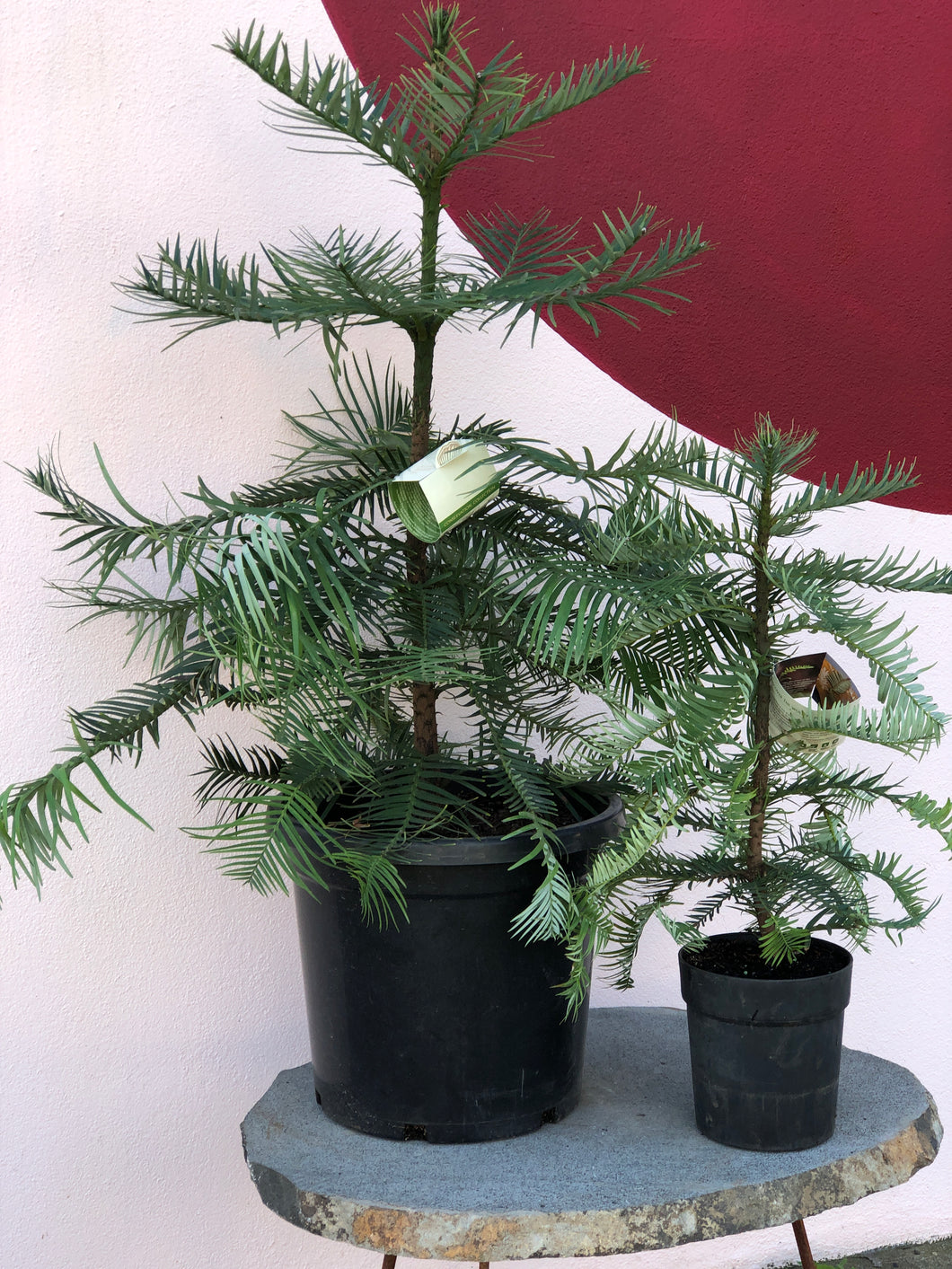Wollemi nobilis