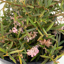 Load image into Gallery viewer, Grevillea ‘Pink Midget’
