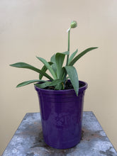 Load image into Gallery viewer, Armeria pseudarmeria ‘Big Dreams’
