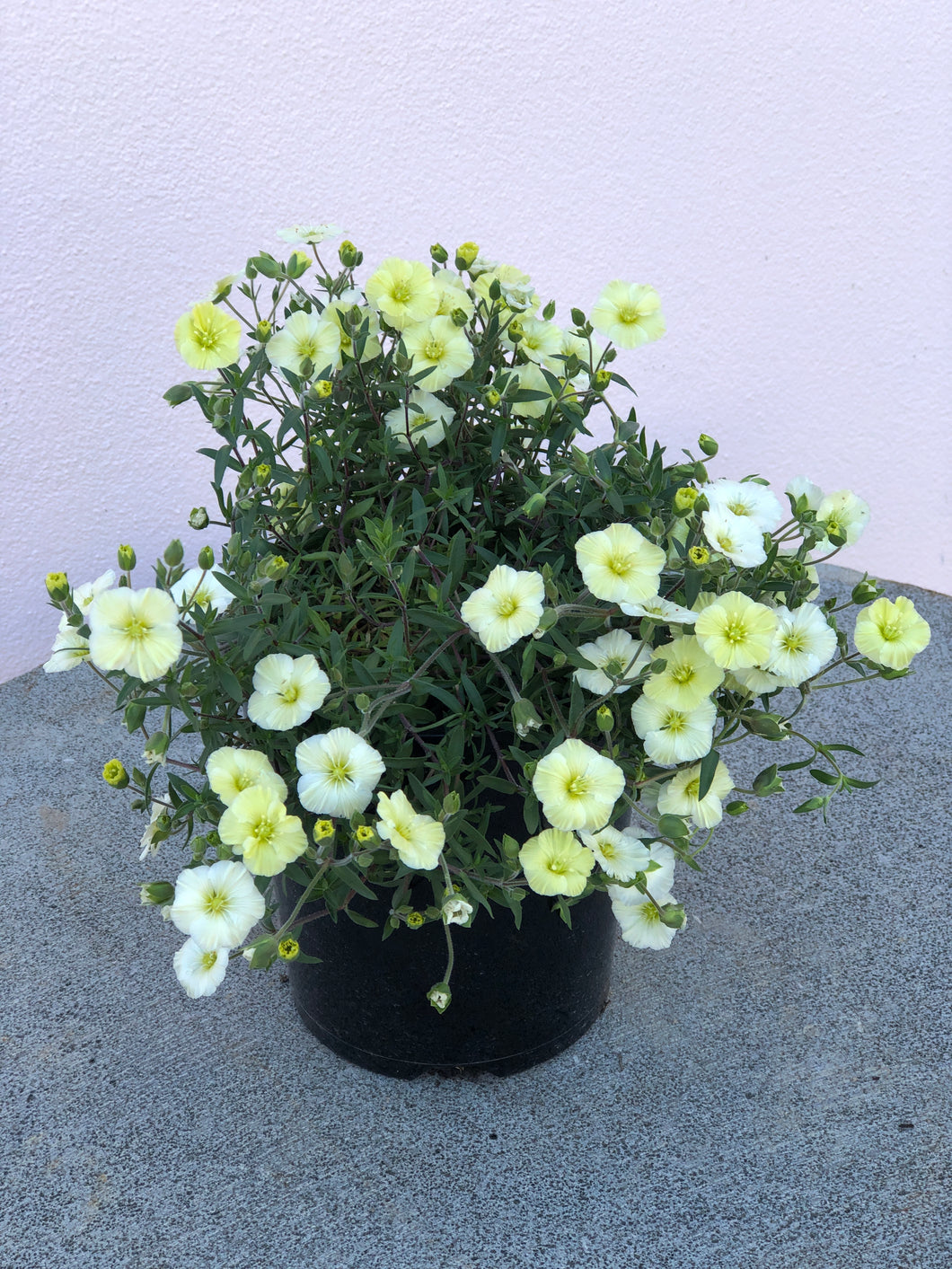 Arenaria ‘Summer Lemon’