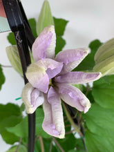 Load image into Gallery viewer, Clematis ‘Louise Rowe’
