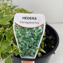 Load image into Gallery viewer, Hedera helix &#39;Variegated Ivy&#39;
