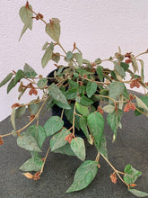 Load image into Gallery viewer, Lasiopetalum ‘Bronze Velvet’
