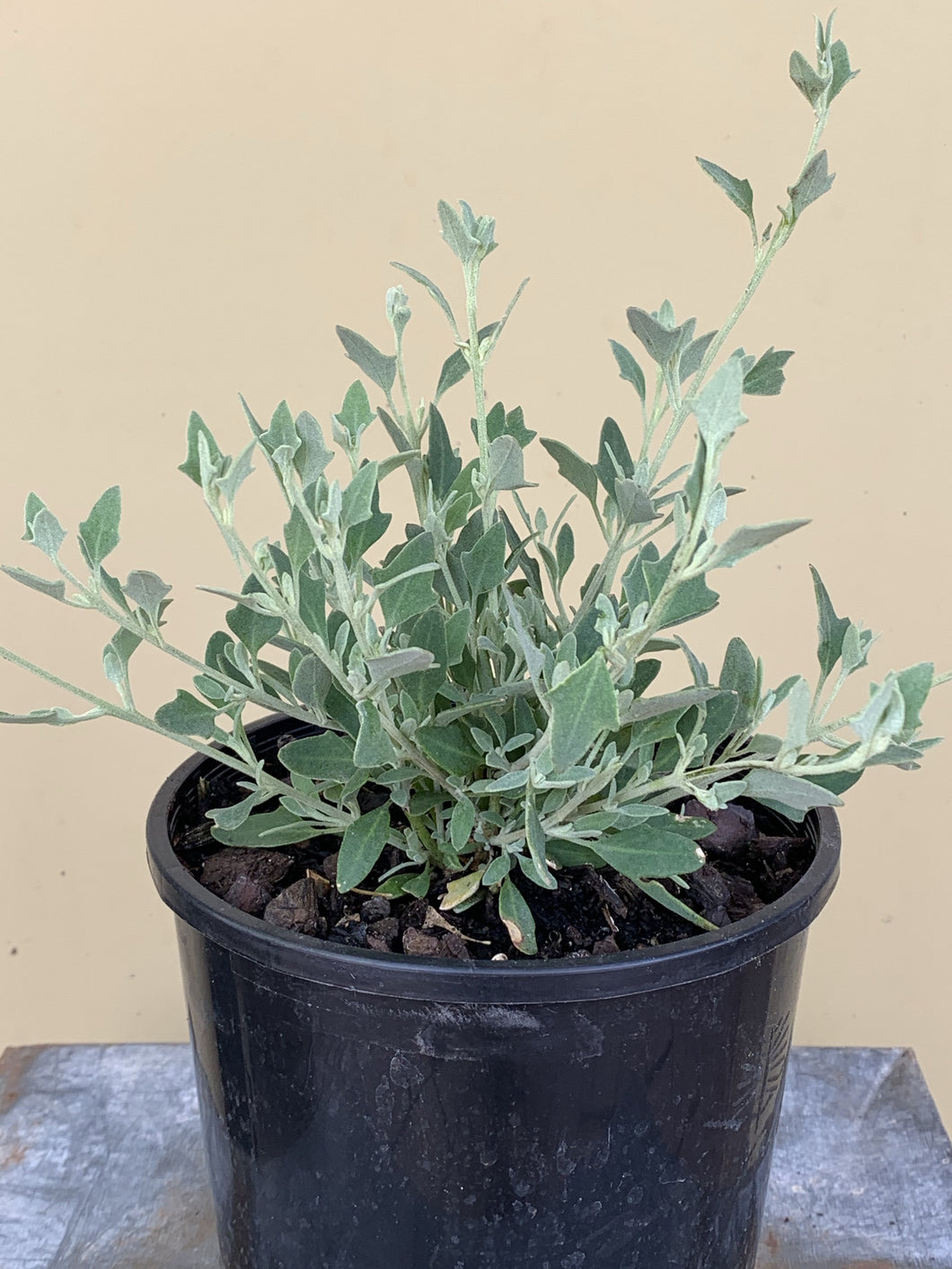 Rhagodia spinescens ‘Aussie Flat Bush’