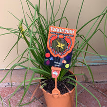 Load image into Gallery viewer, Bulbine bulbosa
