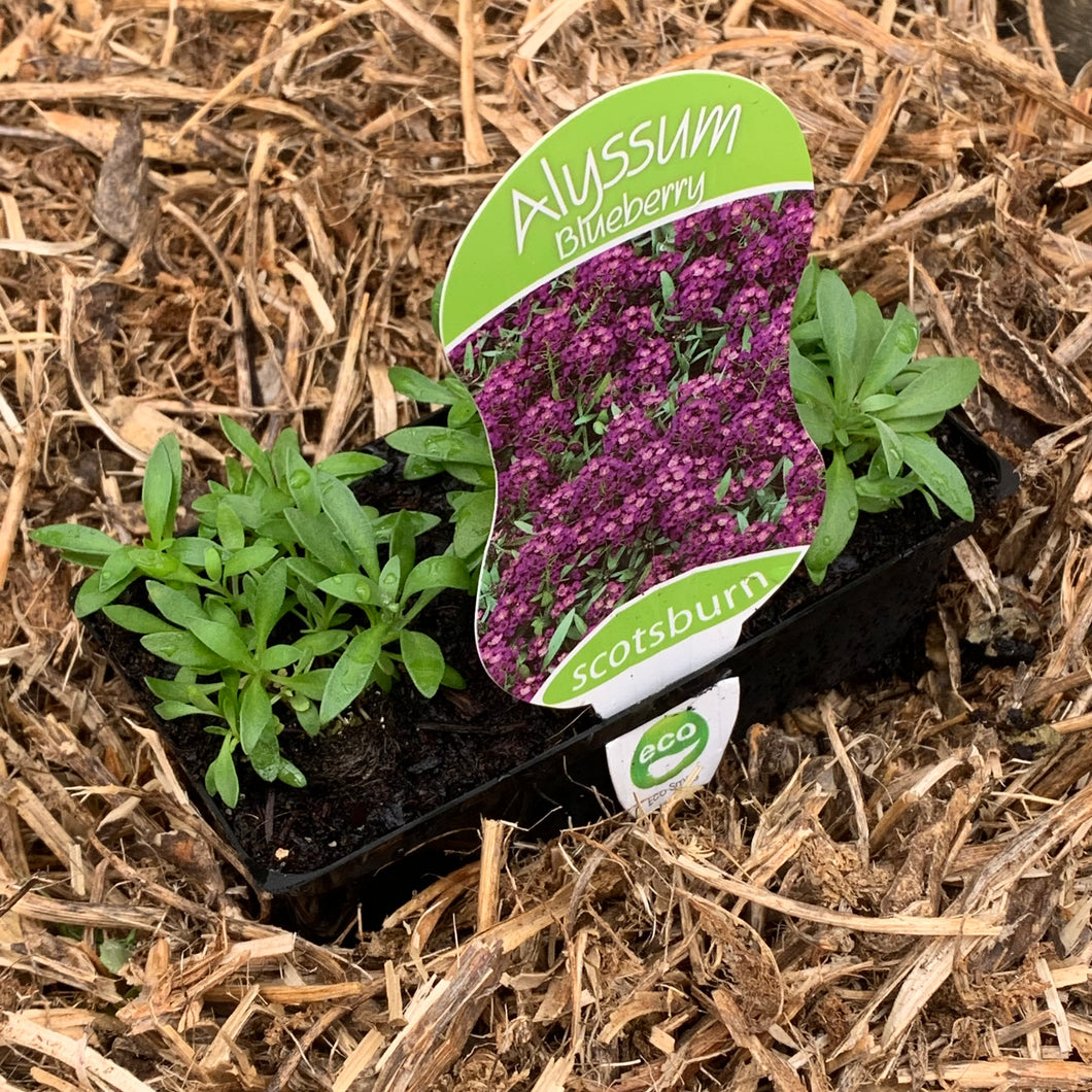 Alyssum ‘Blueberry’