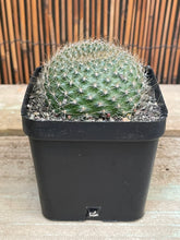 Load image into Gallery viewer, Rebutia
