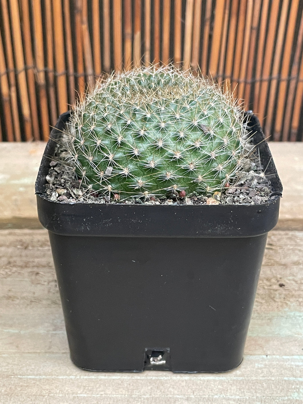 Rebutia