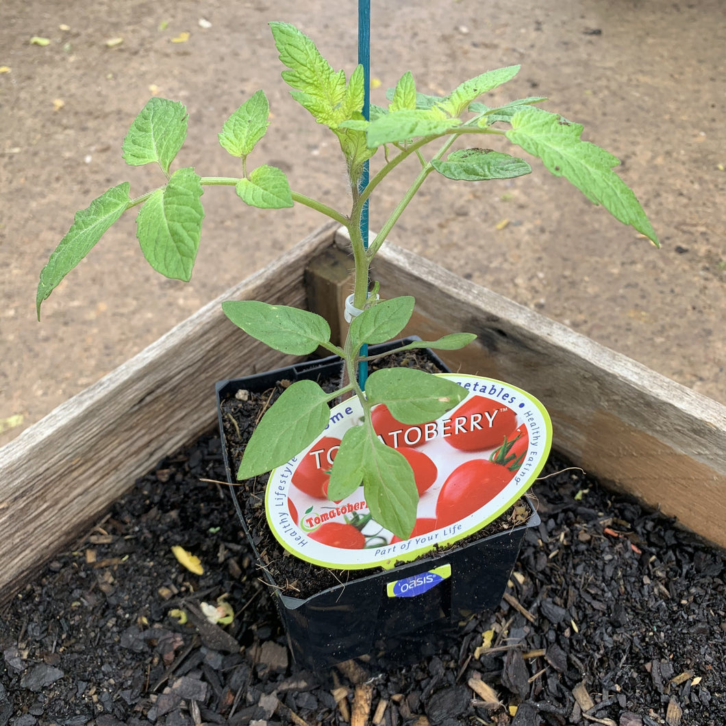Tomatoberry