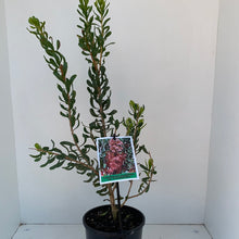 Load image into Gallery viewer, Calothamnus quadifidus ssp. Homalophylus
