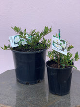 Load image into Gallery viewer, Gardenia ‘Radicans’
