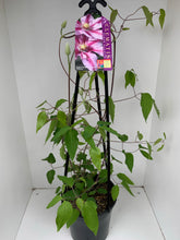 Load image into Gallery viewer, Clematis ‘Sugar Candy’
