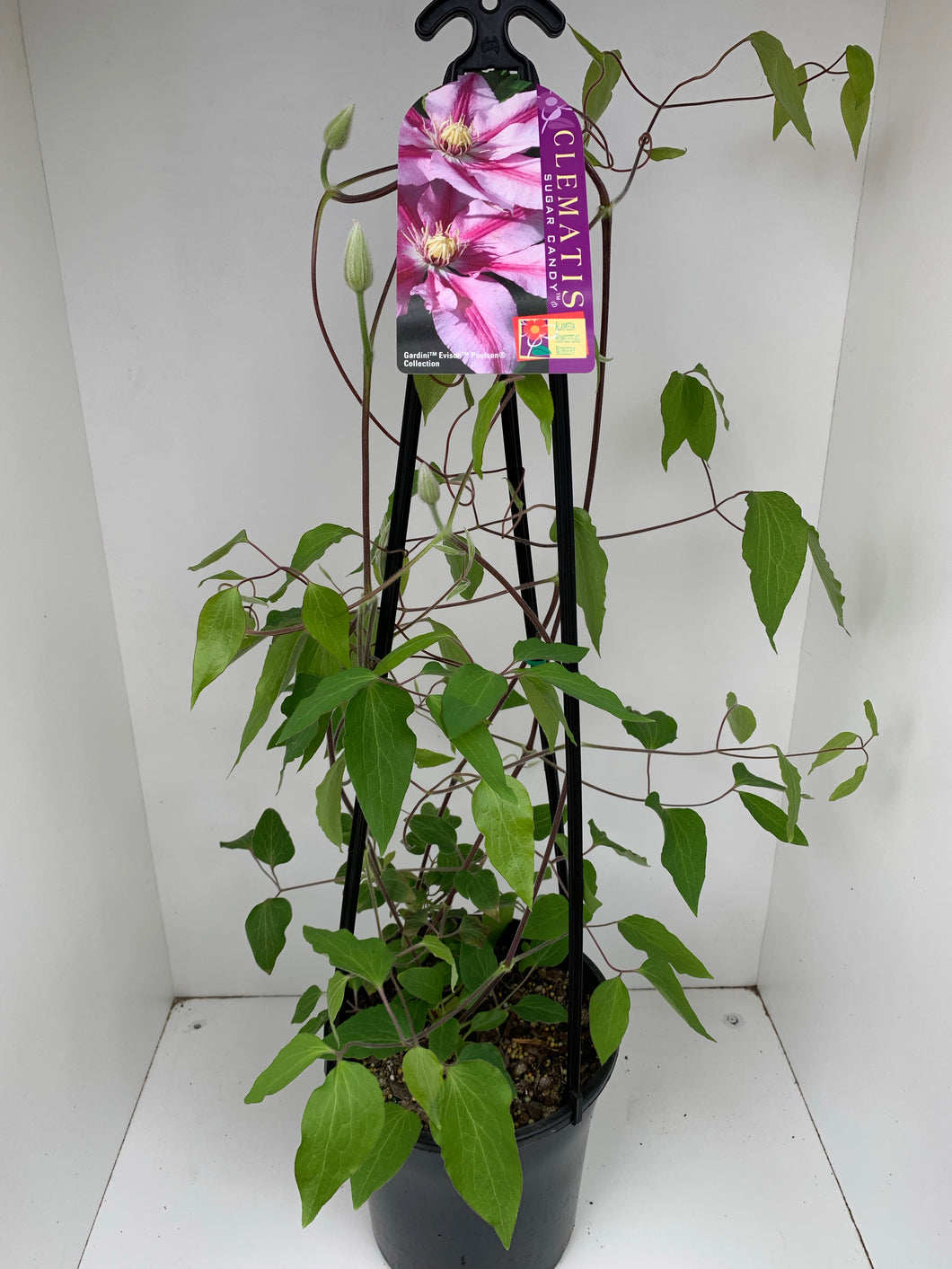 Clematis ‘Sugar Candy’