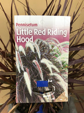 Load image into Gallery viewer, Pennisetum &#39;Little Red Riding Hood&#39;
