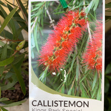 Load image into Gallery viewer, Callistemon &#39;Kings Park Special&#39;
