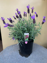 Load image into Gallery viewer, Lavender &#39;Avonview&#39;
