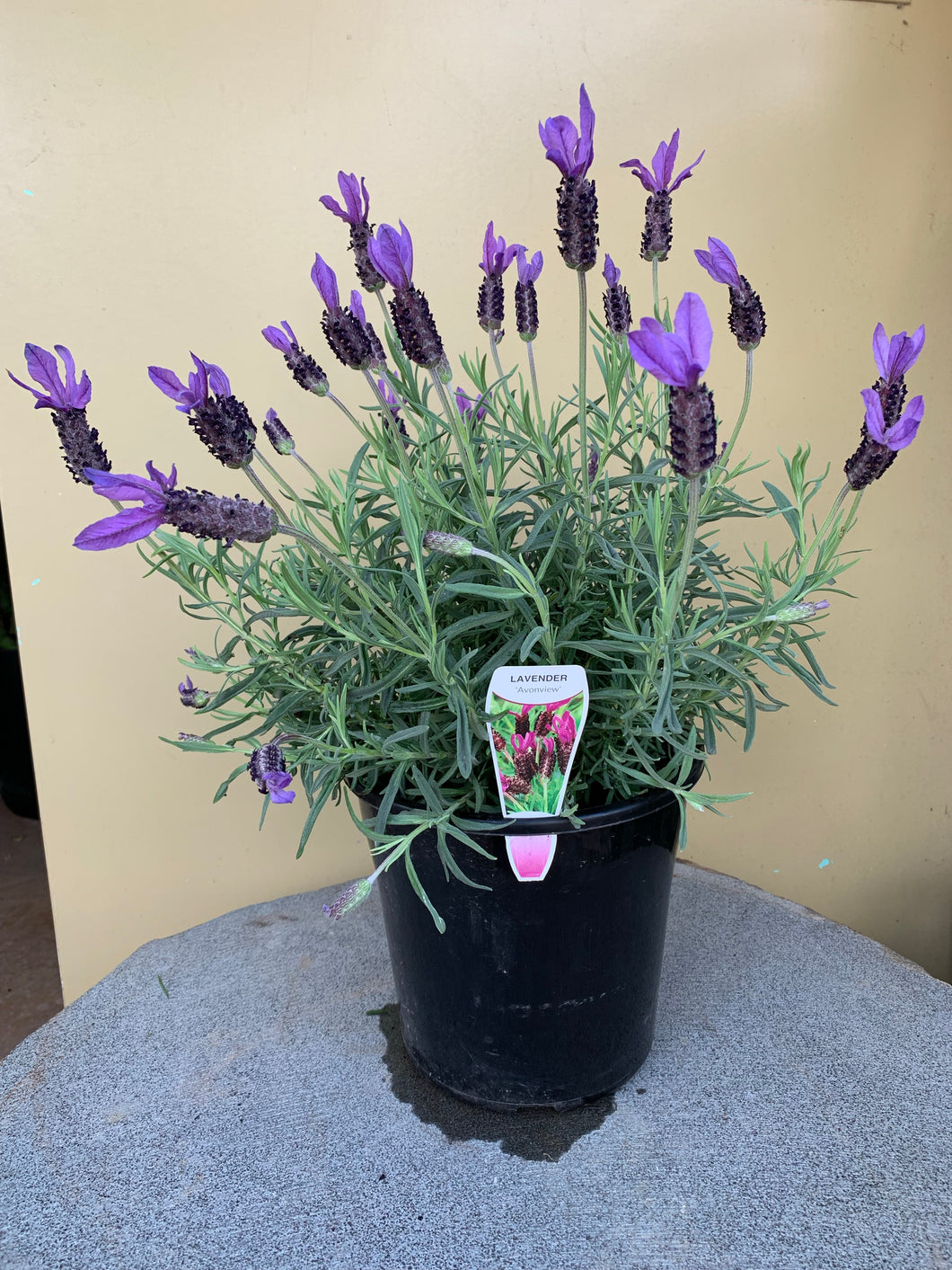 Lavender 'Avonview'