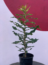 Load image into Gallery viewer, Macadamia nut tree
