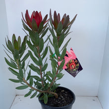 Load image into Gallery viewer, Leucadendron ‘Fantasy Sunset’
