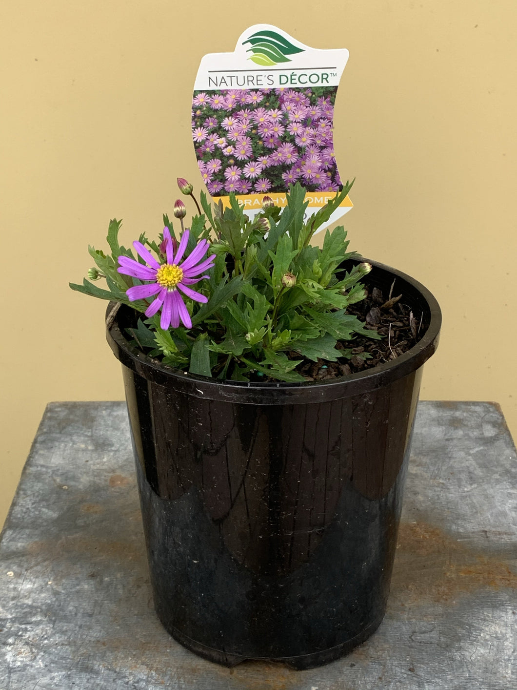 Brachyscome angustifolia ‘Brasco Violet’