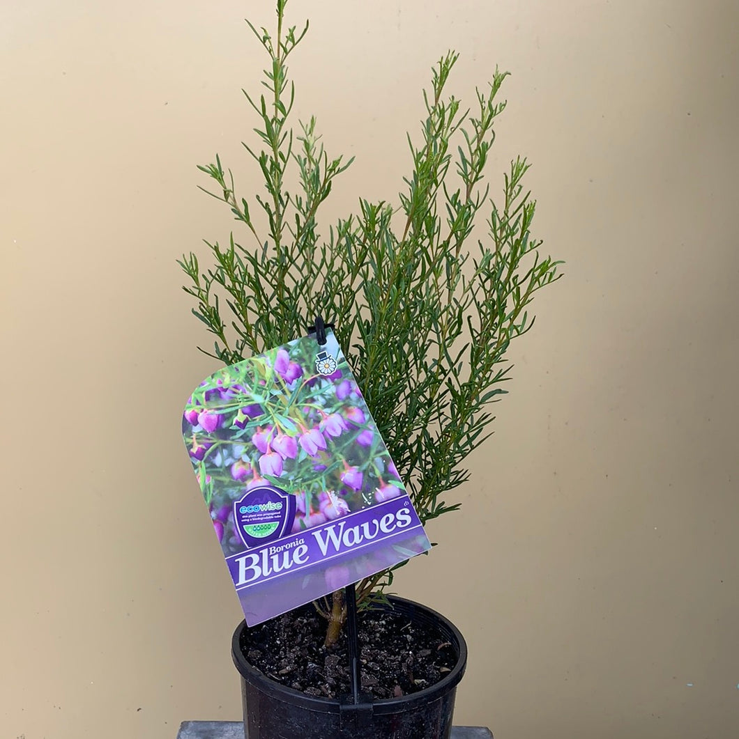 Boronia ‘Blue Waves’