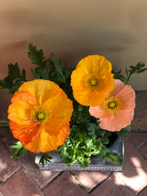 Load image into Gallery viewer, Poppy ‘Iceland’ Mix
