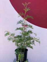 Load image into Gallery viewer, Grevillea ‘Little Robyn’

