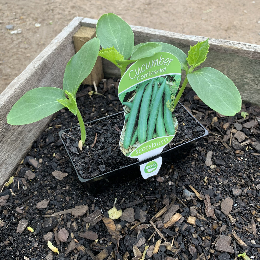 Cucumber 'Continental'