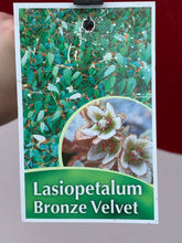 Load image into Gallery viewer, Lasiopetalum ‘Bronze Velvet’
