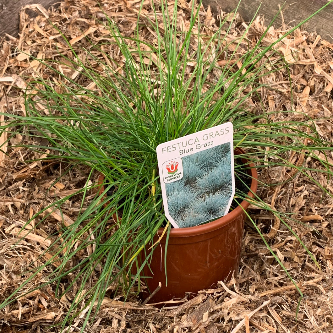 Festuca glauca