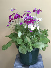 Load image into Gallery viewer, Primula malacoides
