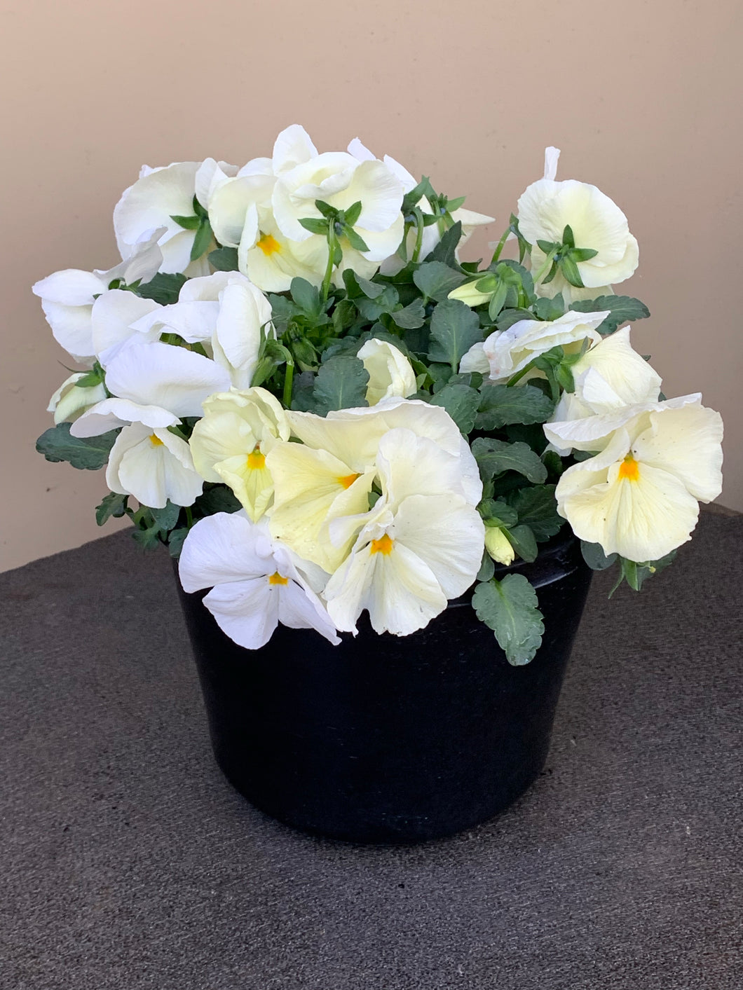 Pansy 'Lemon'